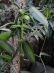 Vanille (Vanilla planifolia cv. variegata)