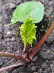 Jeunes feuilles de rhubarbe