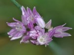 Inflorescence de ciboulette