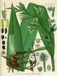 Elettaria cardamomum -  Köhler's Medizinal Pflanzen (Scan FoodAvenue)
